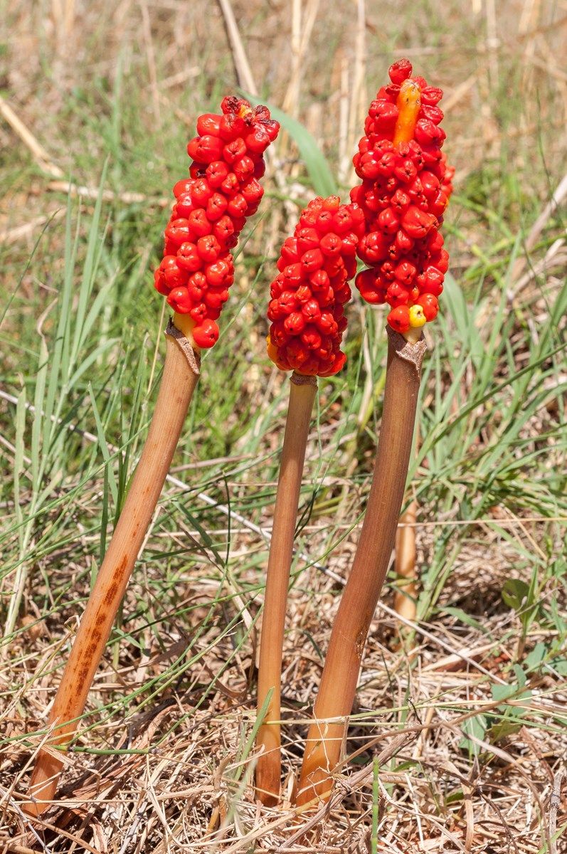 è detto anche calla selvatica