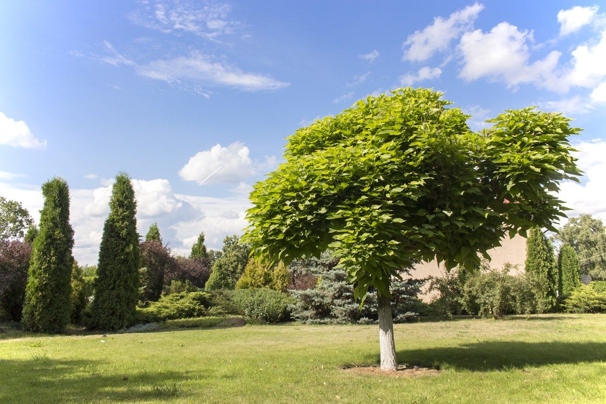 catambra: il catalpolo e la catalpa