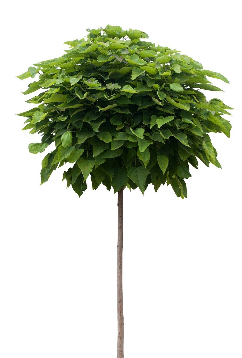 origine della catambra