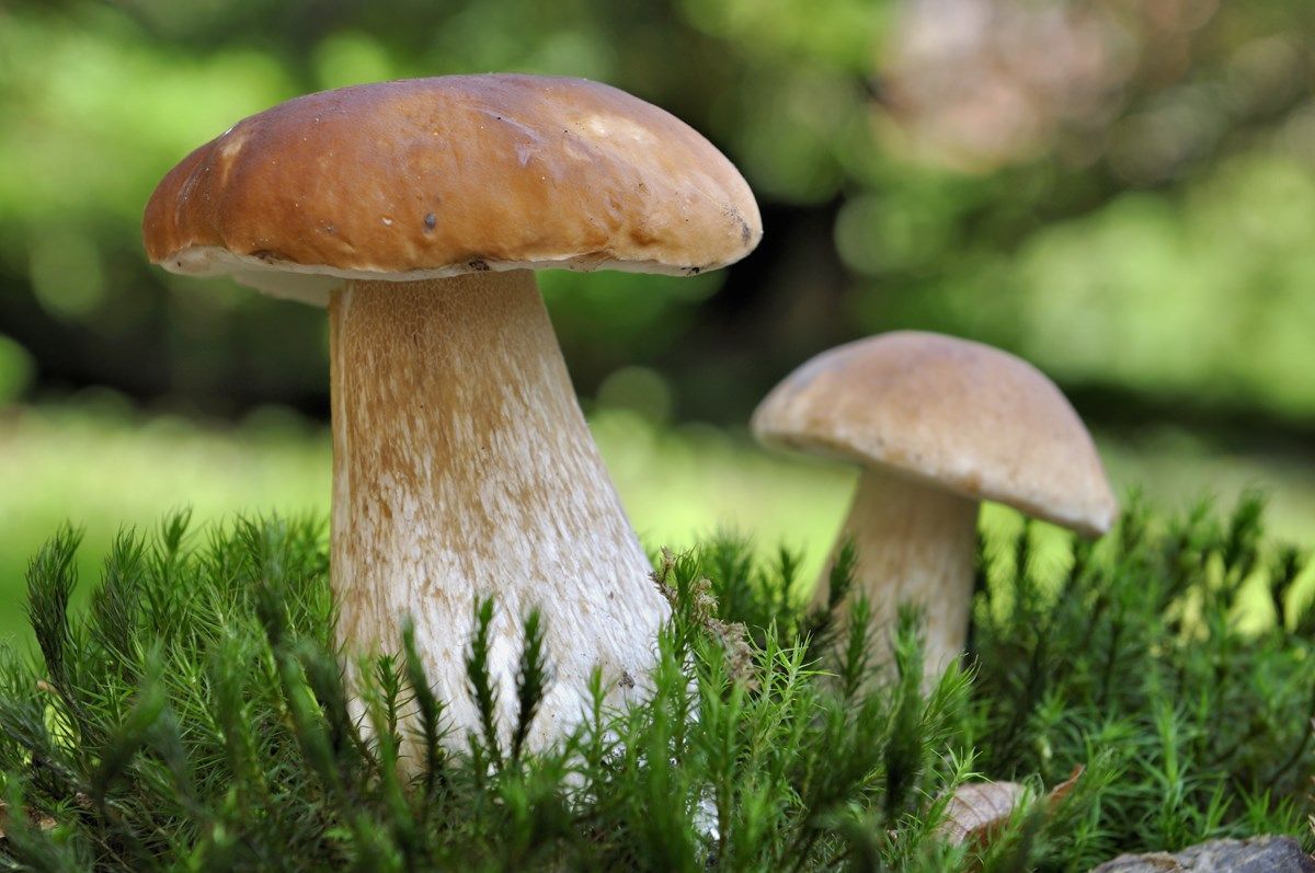 funghi commestibili: le caratteristiche benefiche