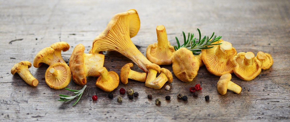 funghi commestibili: i falasi miti sui funghi
