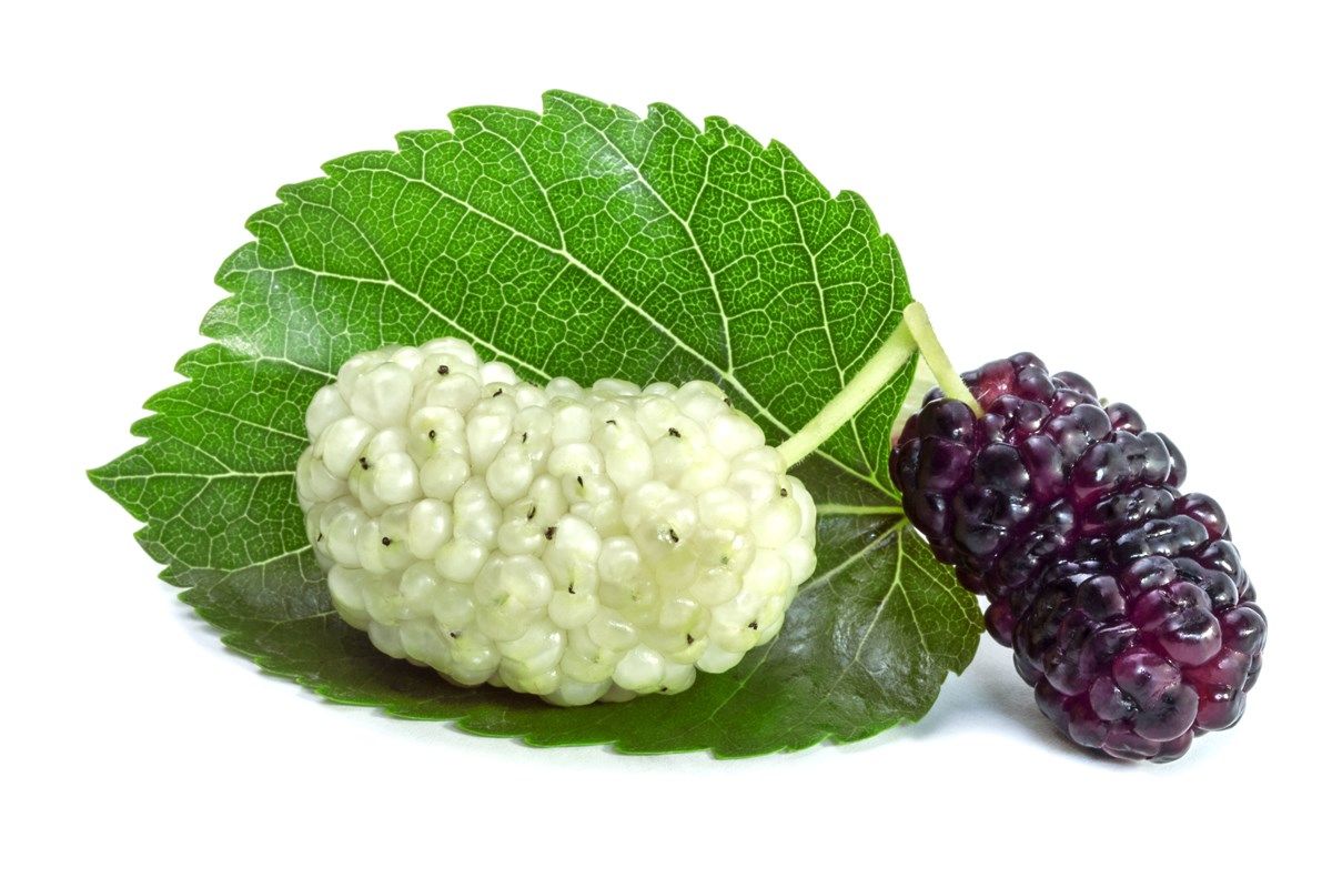 scopi ornamentali del gelso bianco
