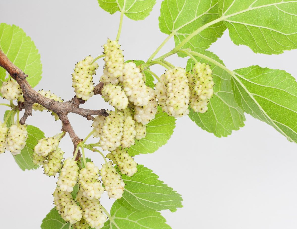 gelso bianco: scopi di coltivazione