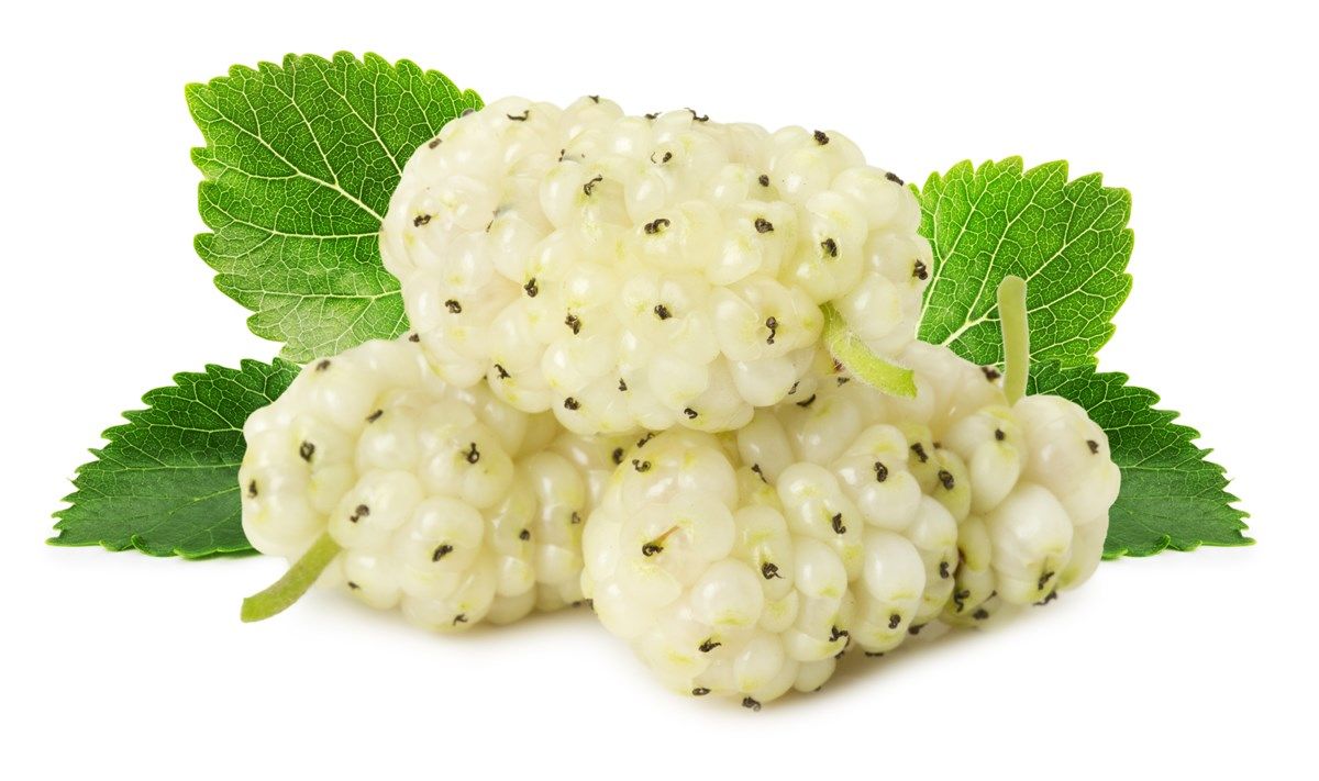 il ciclo biologico del gelso bianco