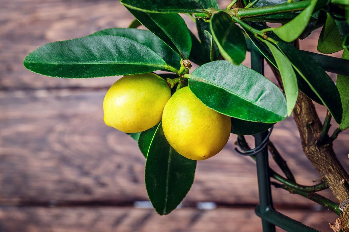 Quando fare l'innesto del limone