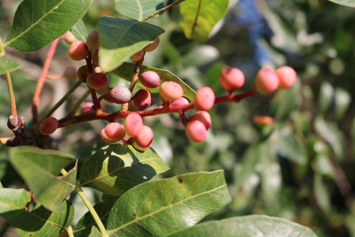 Come potare il pistacchio