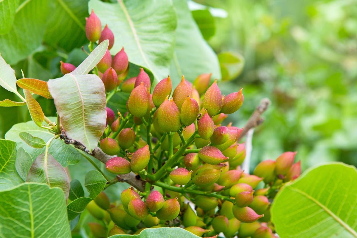 Clima ideale per coltivare il pistacchio