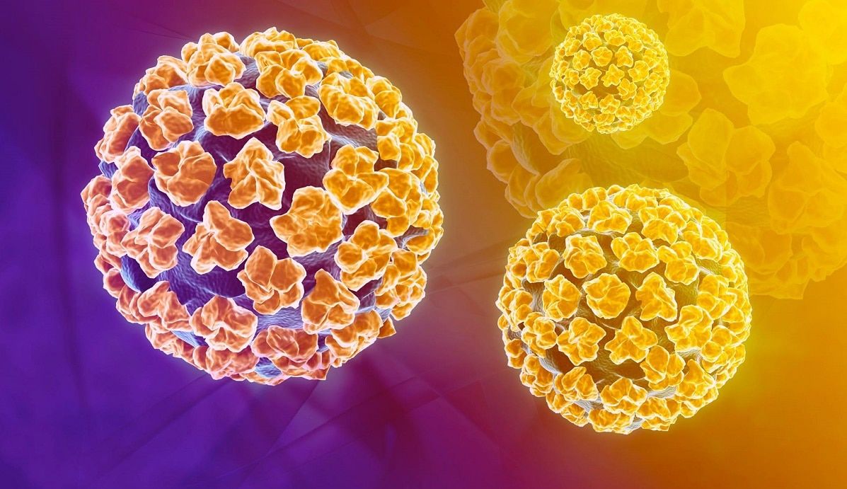 Papilloma virus, un virus che attacca la pelle e la muscosa delle parti