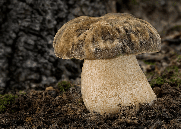 boletus-aereus boletus aereus