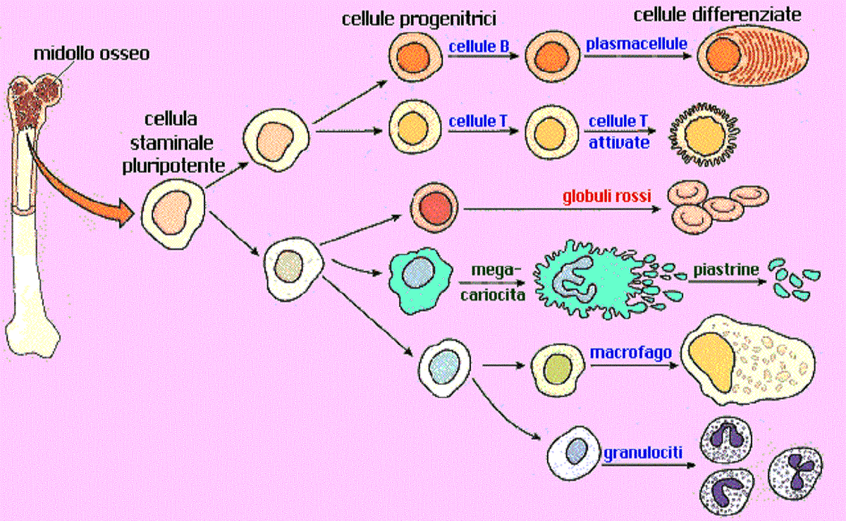 emopoiesi emopoiesi