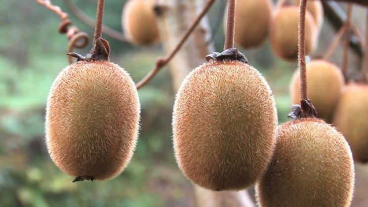 potatura-kiwi-corretta_ng3