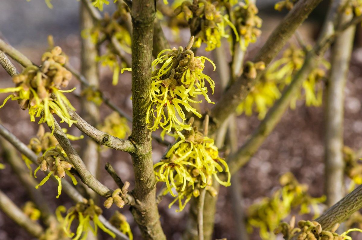 amamelide: esposizione e fiori