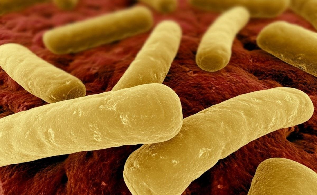 clostridium difficile clostridium difficile