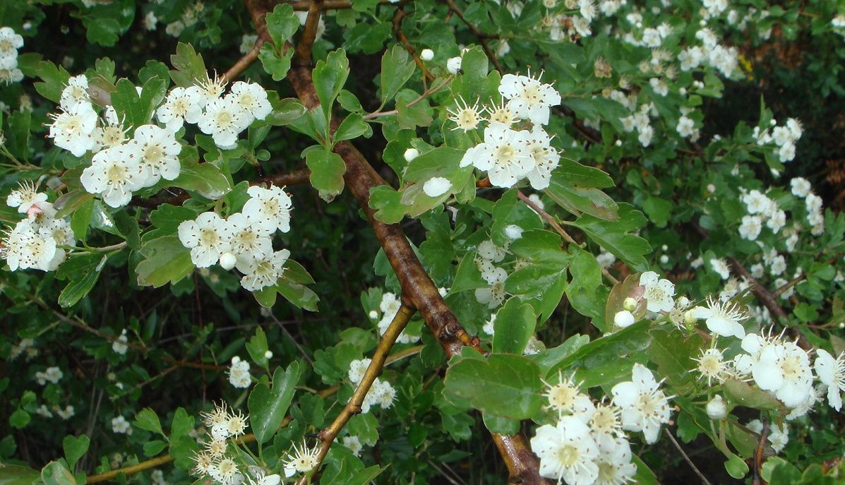 Biancospino gocce 1 Biancospino gocce