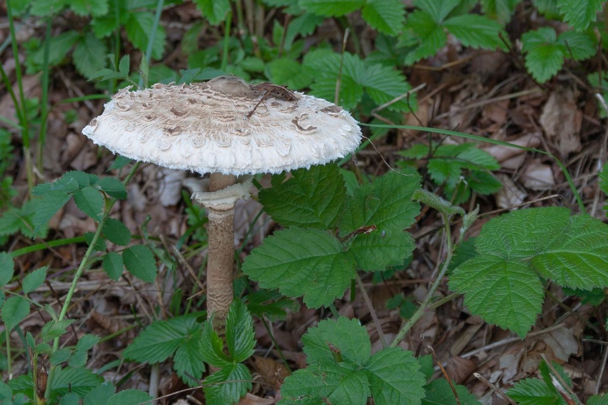 Fungo Mazza di Tamburo, la conservazione