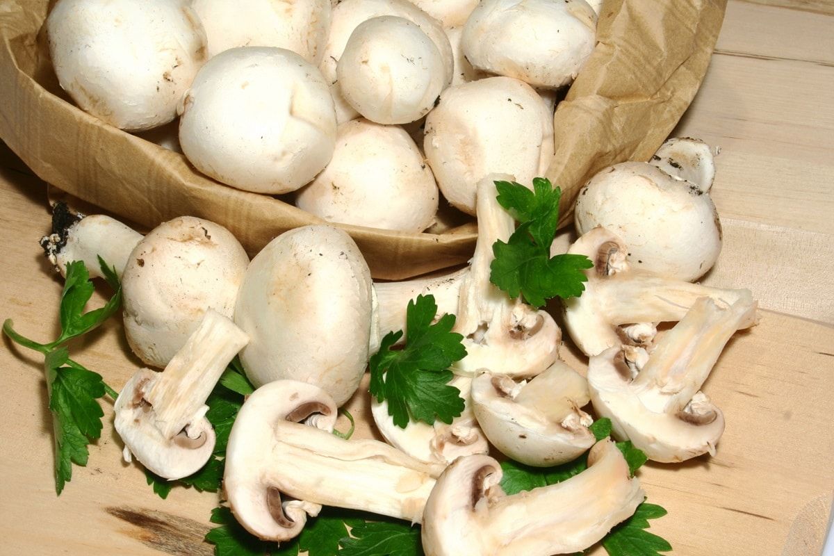 funghi prataioli