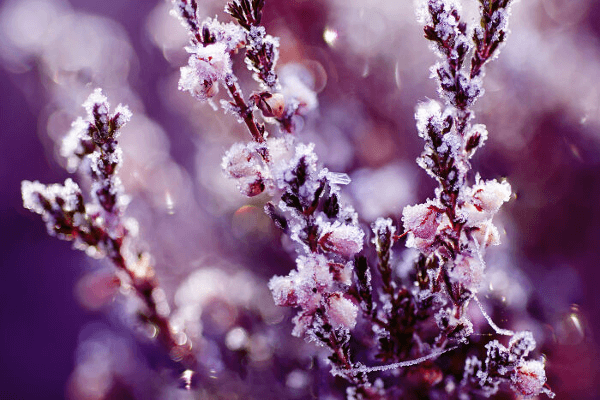pianta-erica-fiori pianta erica fiori