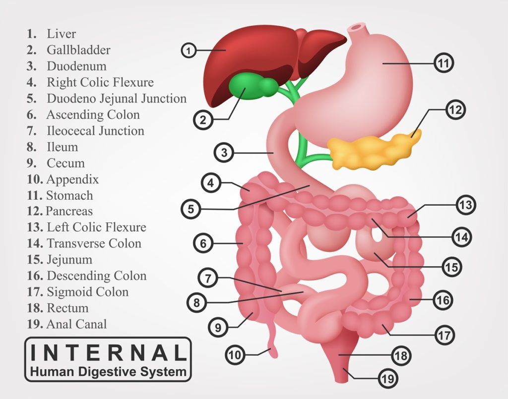 Apparato digerente: l'intestino