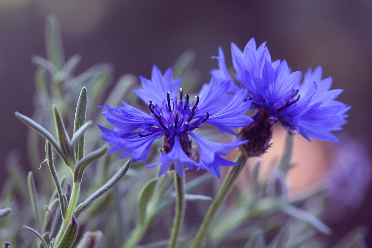 Fiori di fiordaliso un delicato sollievo per occhi, stomaco e bronchi