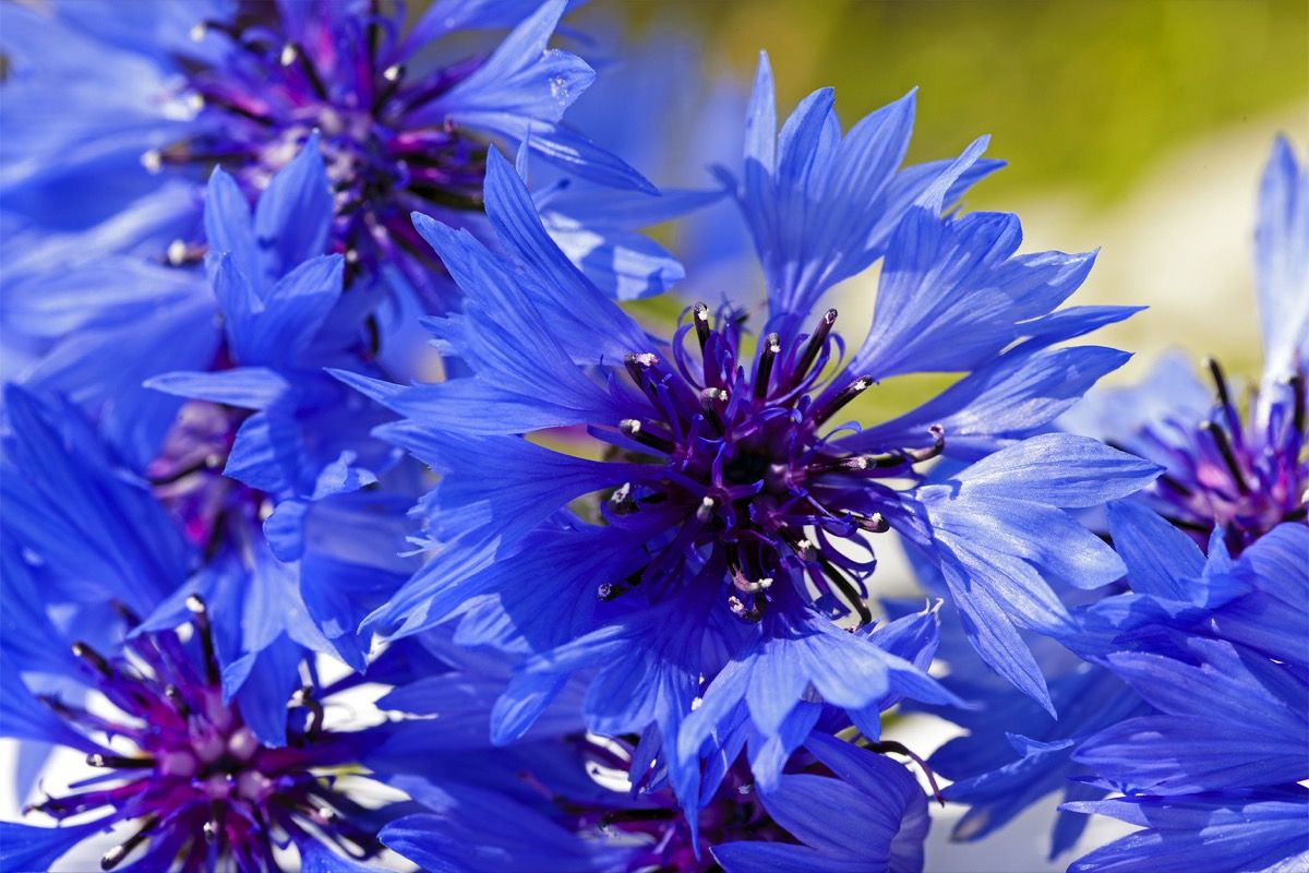 Fiori di fiordaliso un delicato sollievo per occhi, stomaco e bronchi