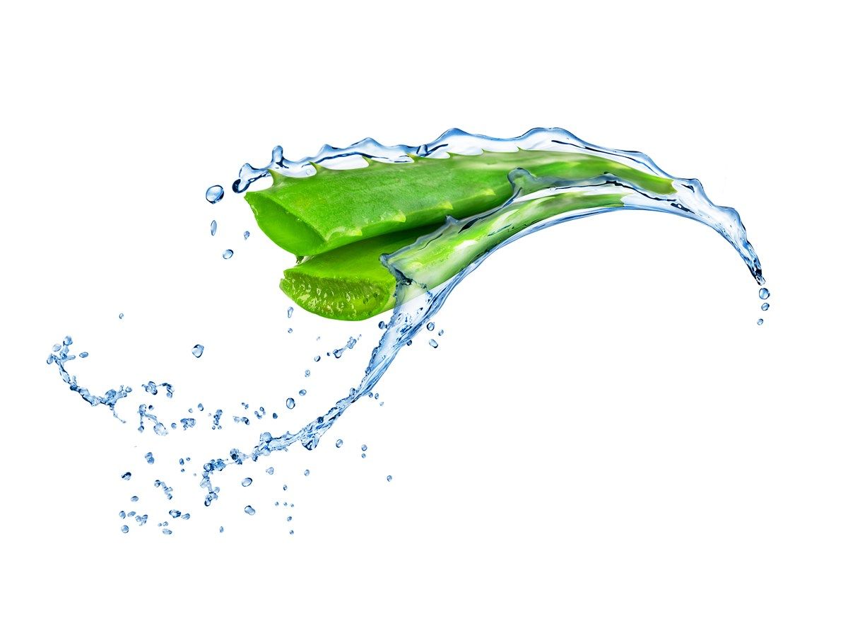aloe vera aloe vera