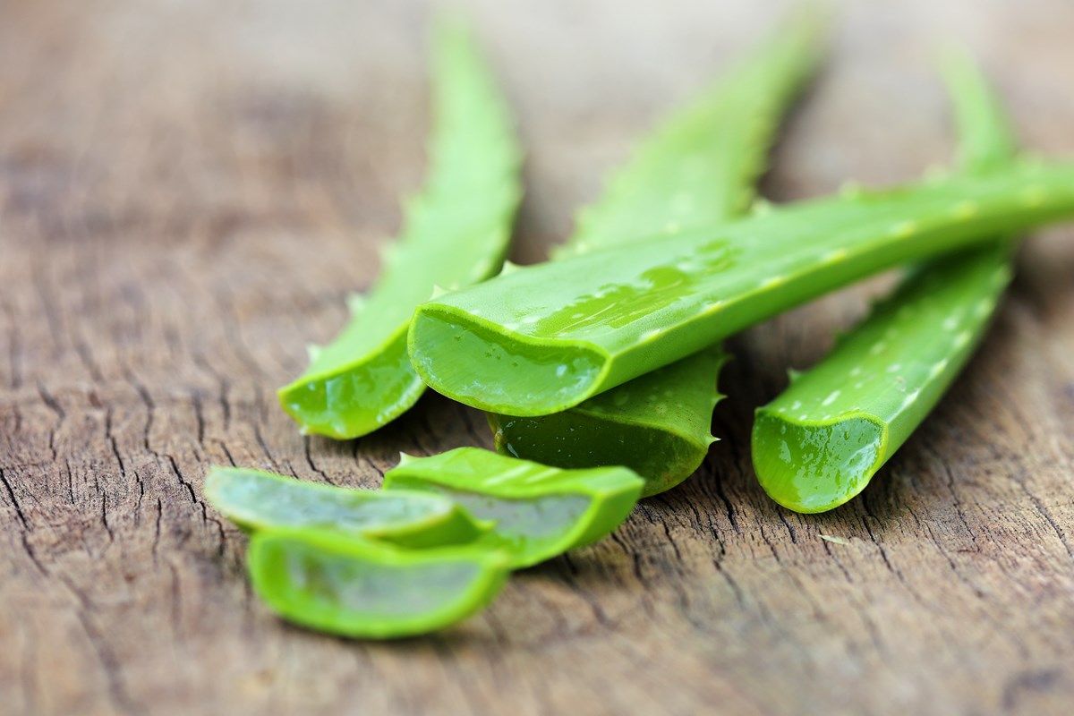aloe vera