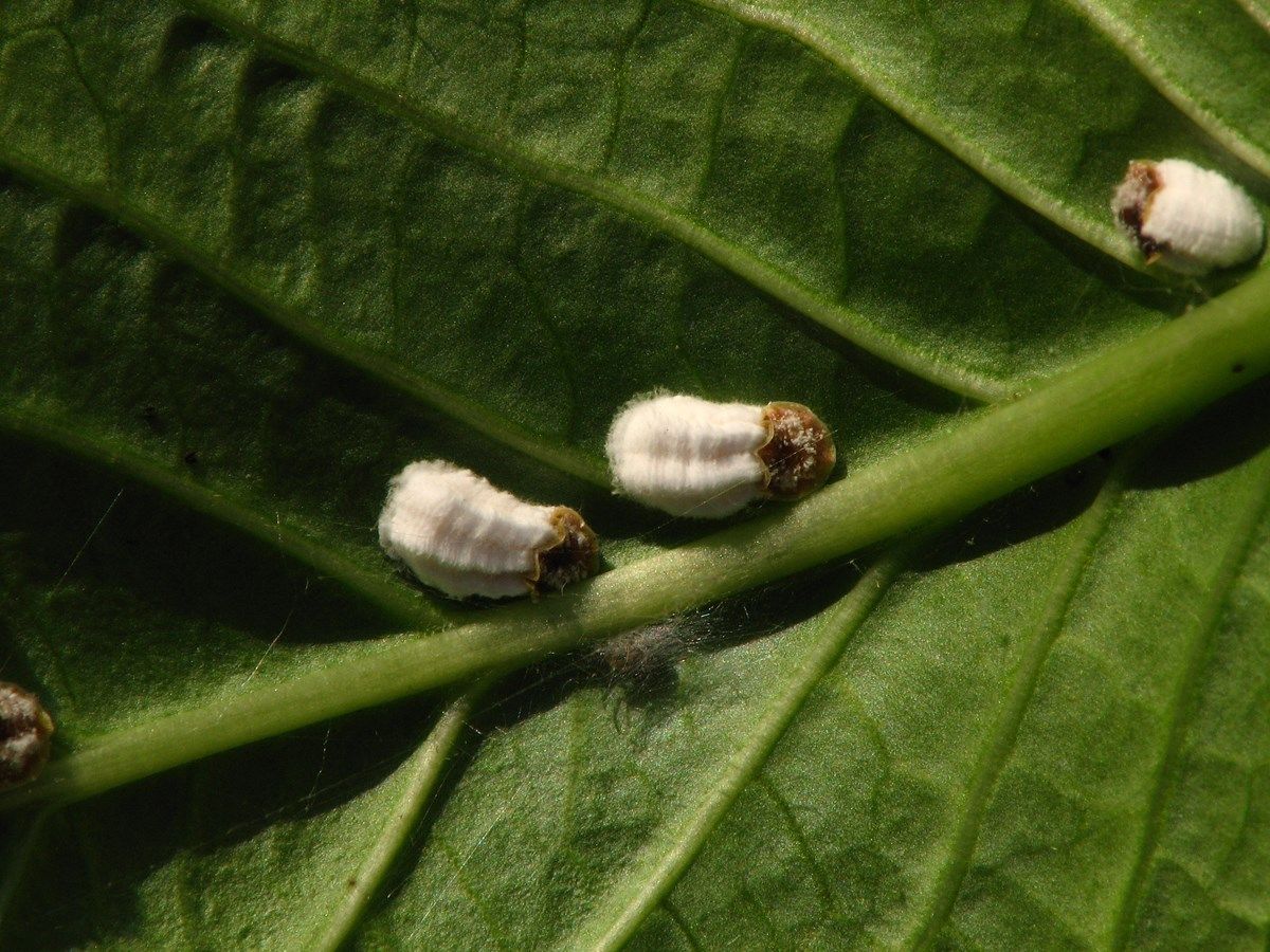 cocciniglia cotonosa: la prevenzione