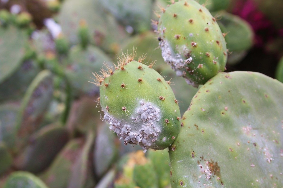 che aspetto ha la cocciniglia cotonosa