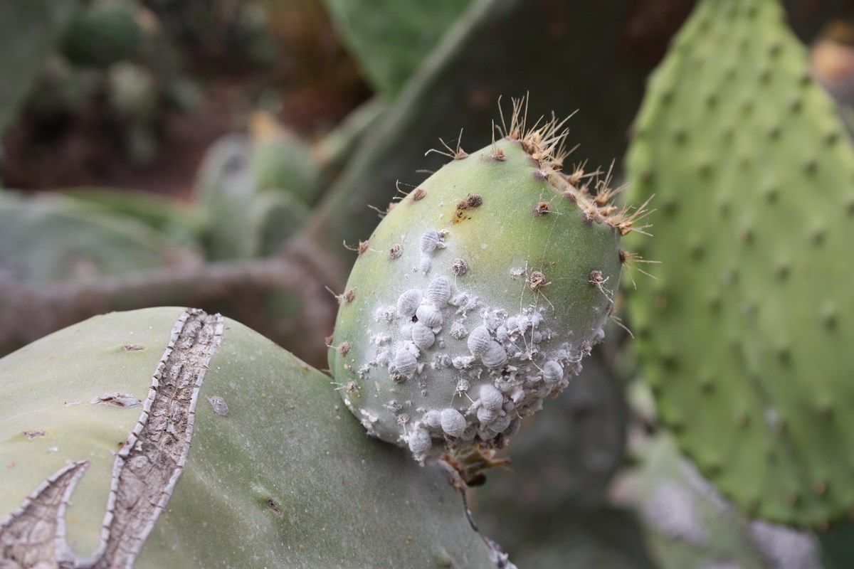 Cocciniglia: ecco come si elimina e dove colpisce di solito