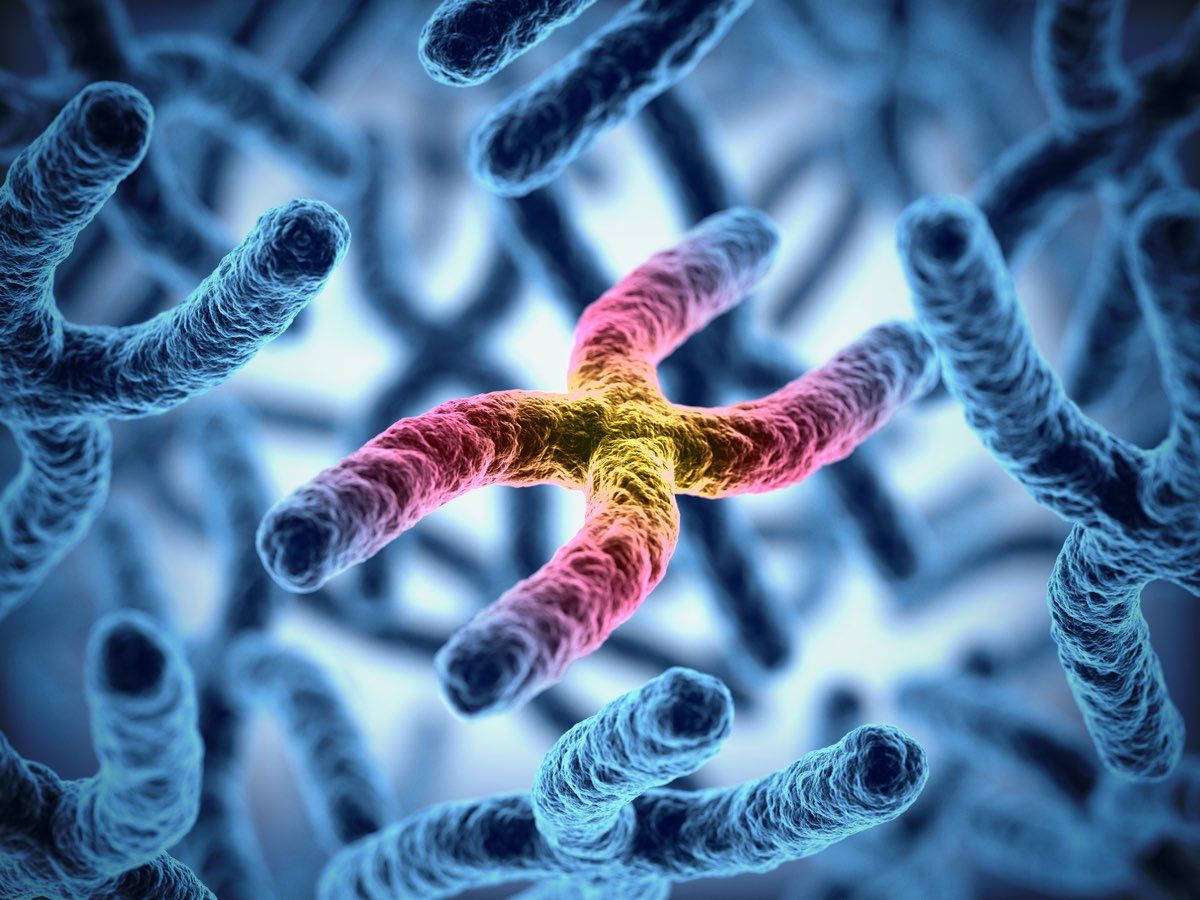 Cellule diploidi e cromosomi omologhi