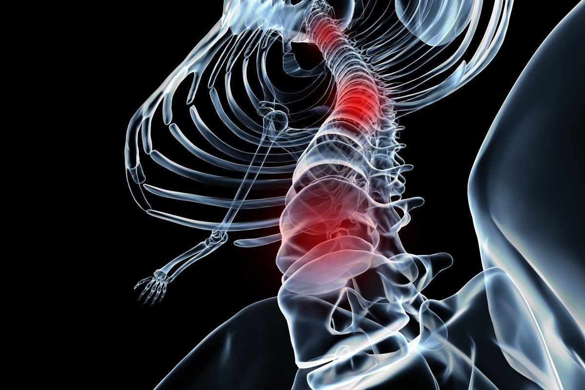 La struttura delle vertebre