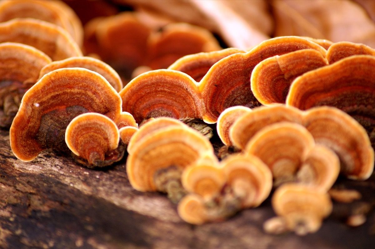 Ganoderma