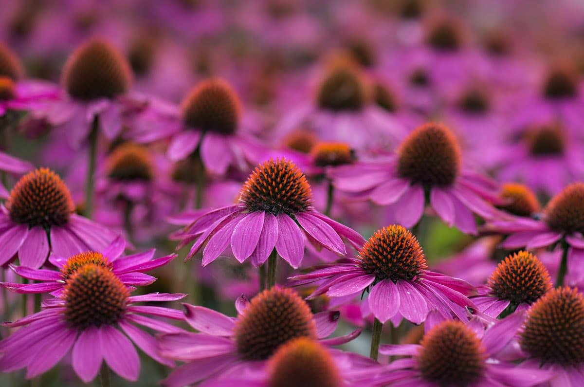 Benefici e usi dell’Echinacea