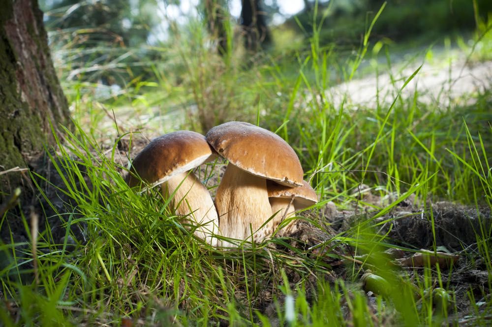 Funghi porcini, tutto ciò che dovete sapere su questo ...