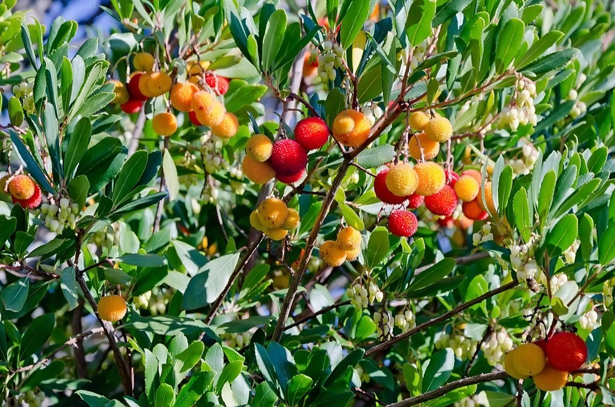 Corbezzolo e benefici alla pelle