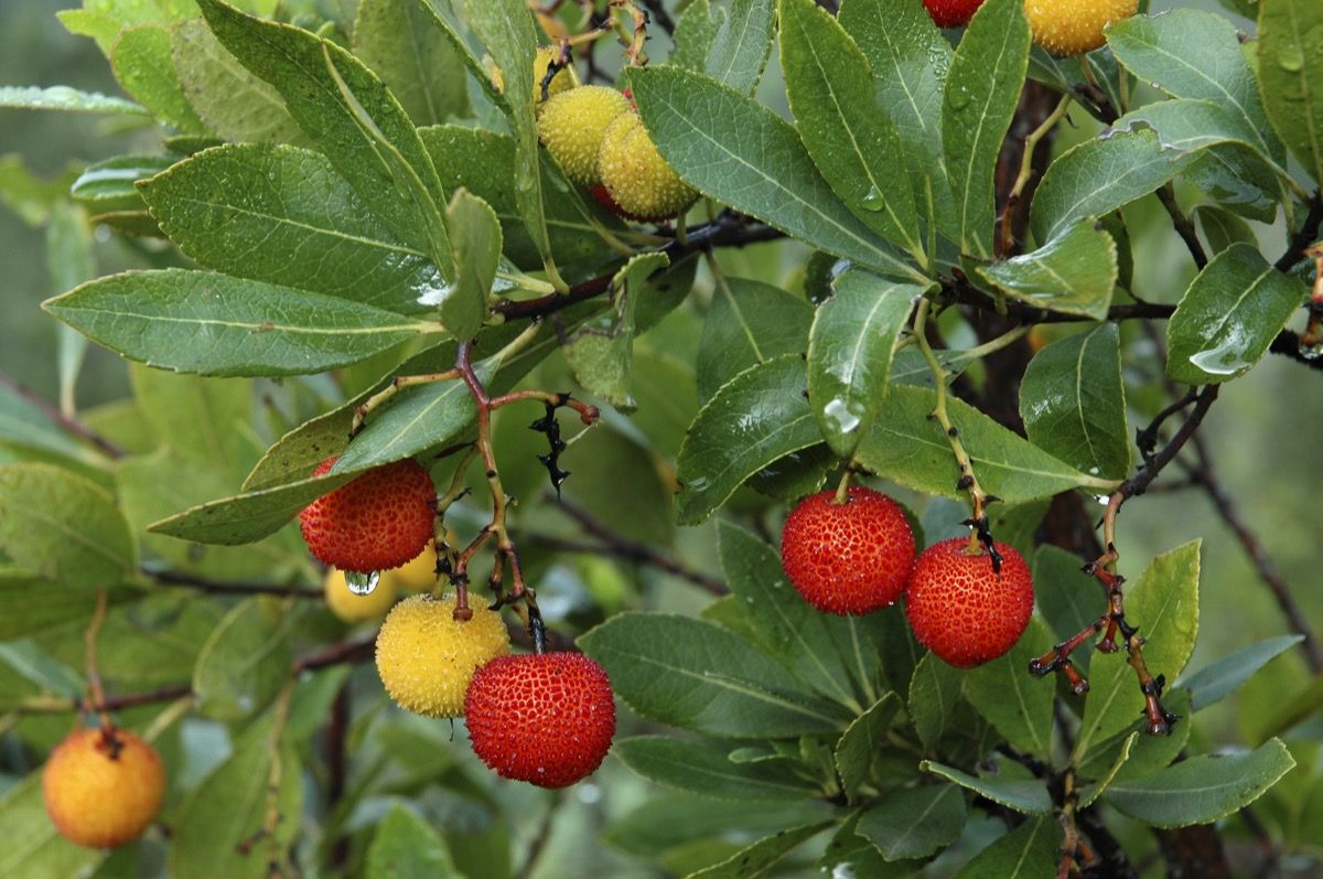 Corbezzolo caratteristiche del frutto, proprietà benefiche e consigli