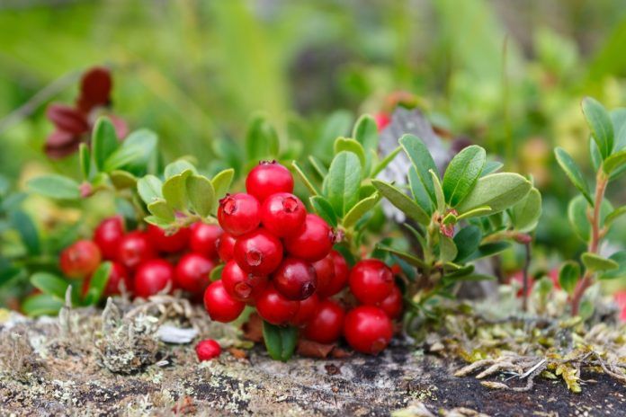 Mirtillo rosso Mirtillo rosso