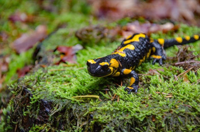 super-salamandra super-salamandra