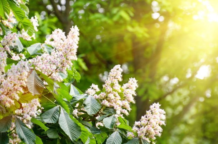 White Chestnut White Chestnut