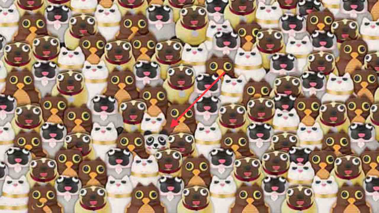 Test visivo panda cani gatti gufi