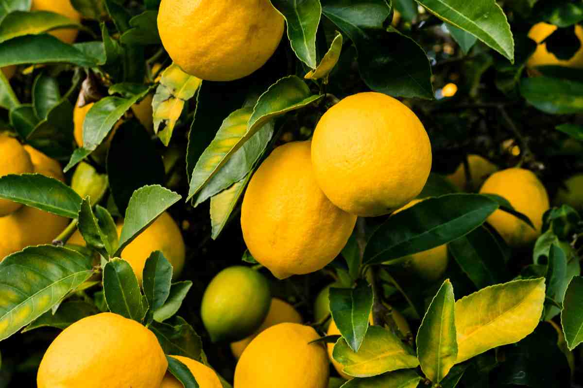 pianta di limoni