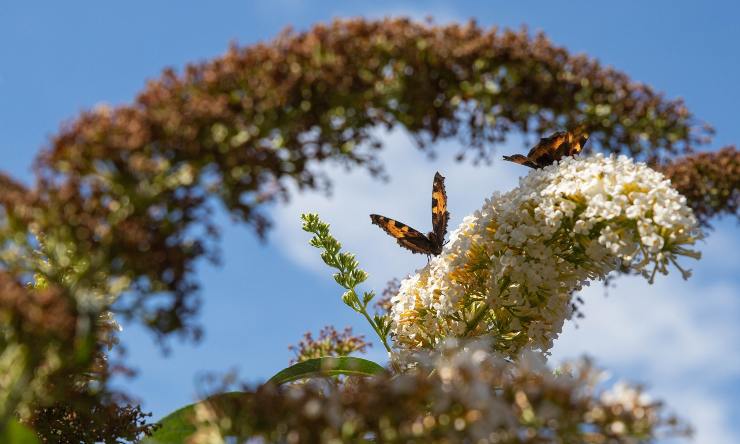 buddleja