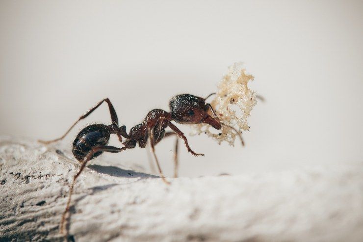 rimedi naturali contro le formiche