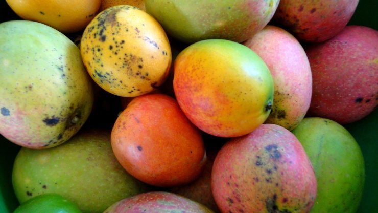 cucina cuoco trucchi cucinare piatti tagliare sbucciare mango