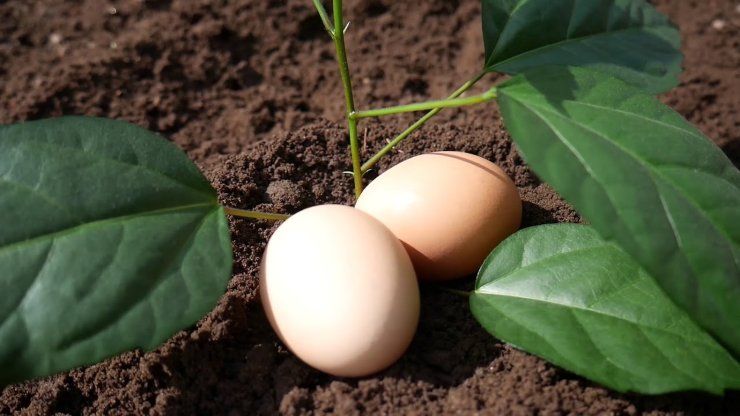uova uovo crudo in vasi piante casa