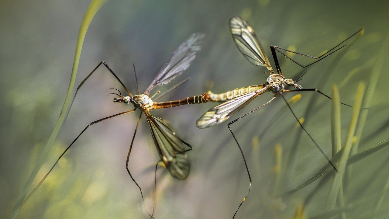 repellenti per zanzare quali scegliere