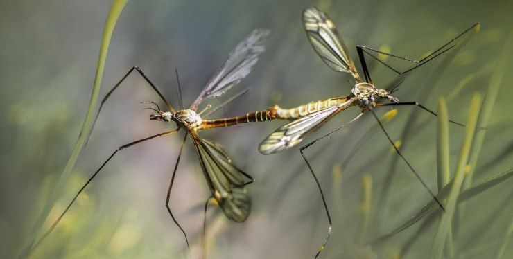 repellenti per zanzare quali scegliere