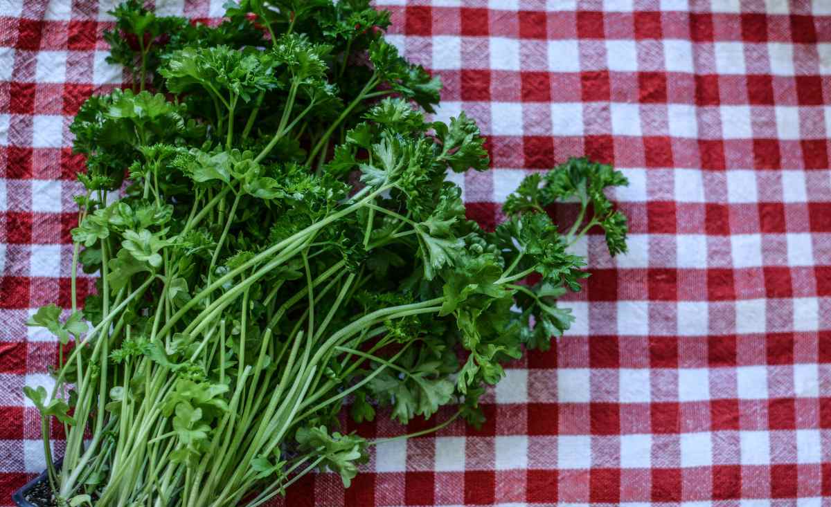 Si Può Mangiare Il Pesto In Gravidanza