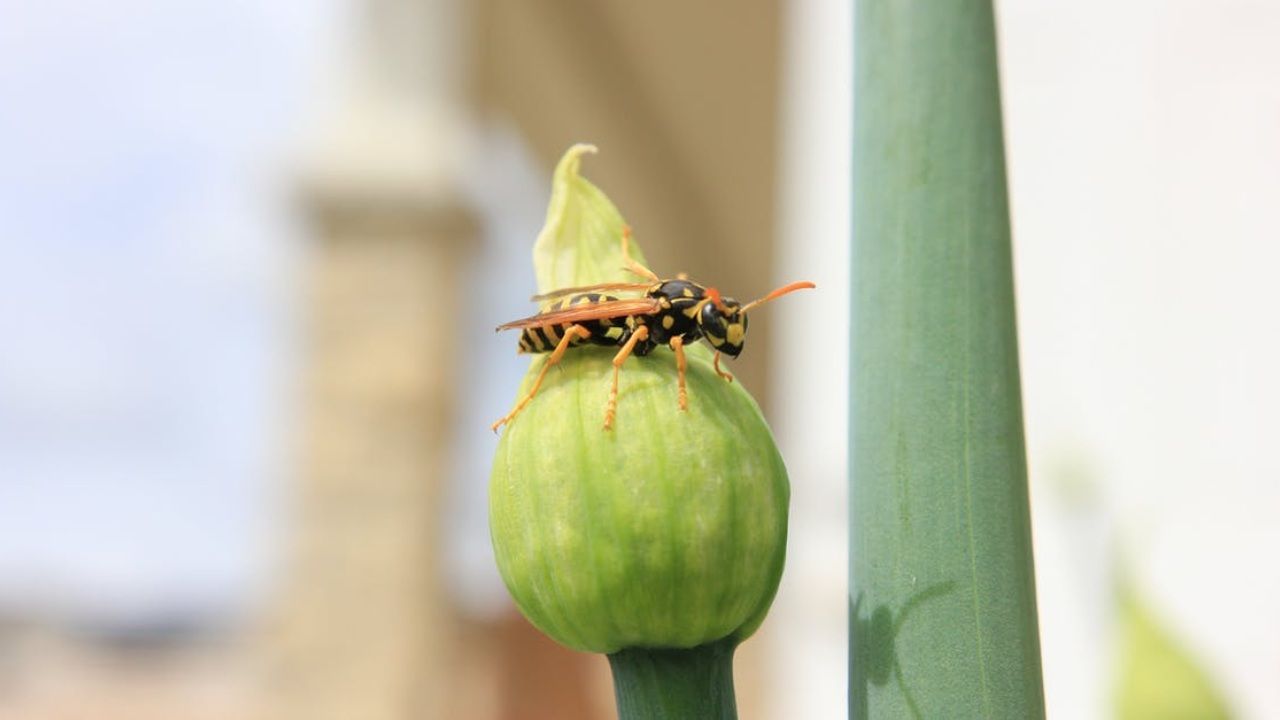 piante tenere lontano vespe calabroni