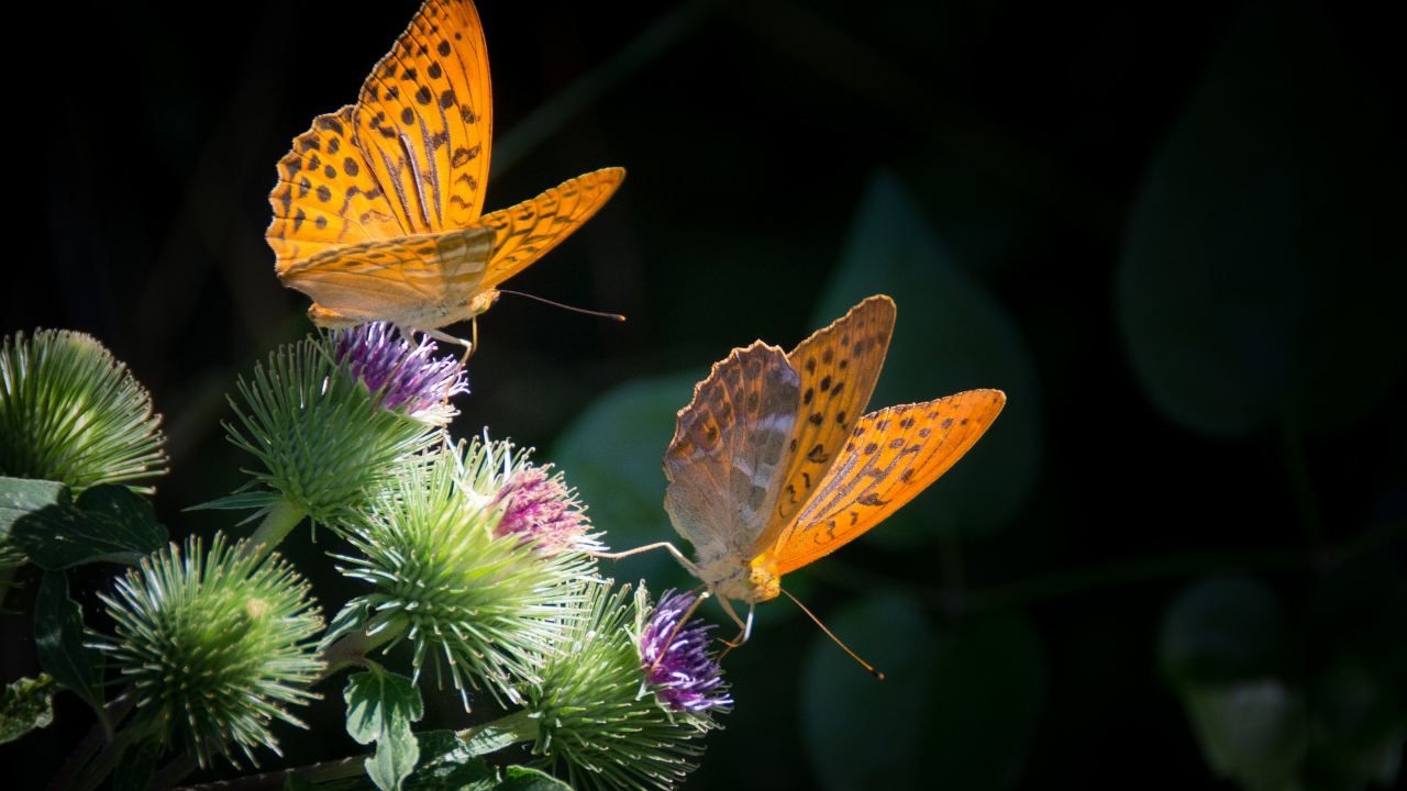 piante che attirano le farfalle
